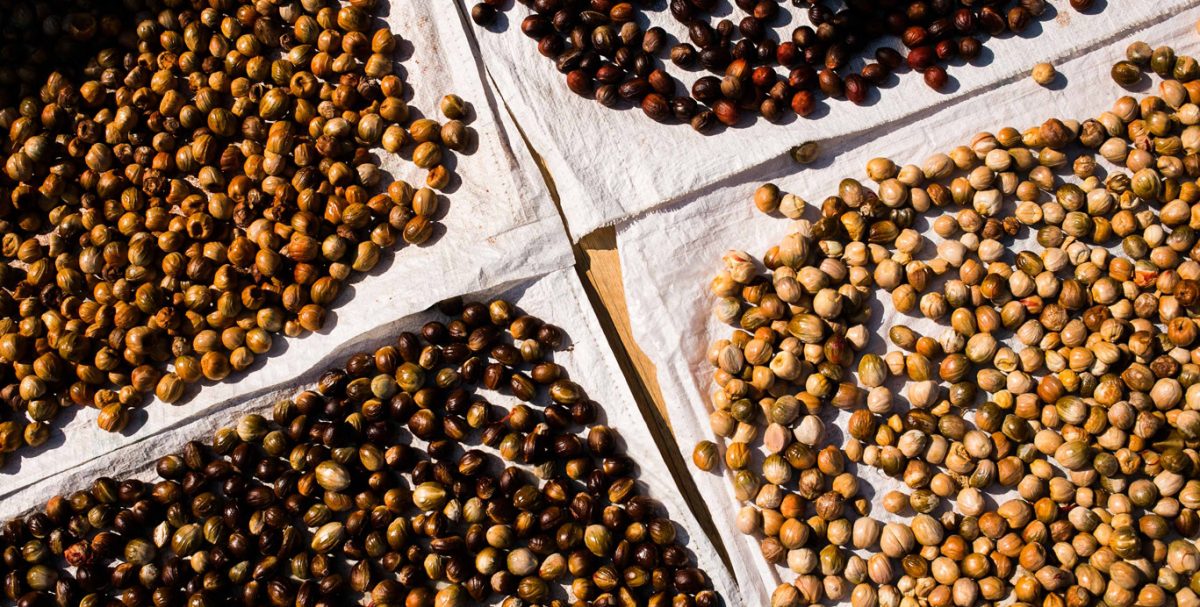 Nutmeg Farm in Penang