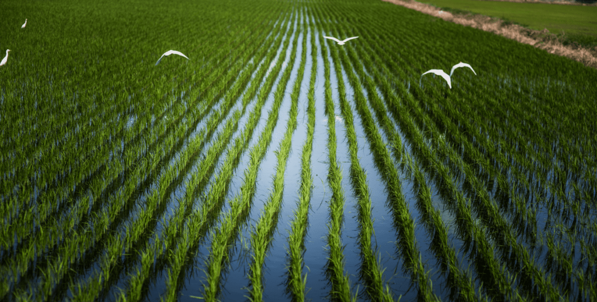 DIY. The Wisdom of Rural Living