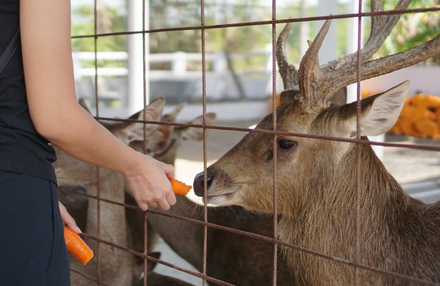 Horse Riding Family Fun Activity in Penang Hpaper Online