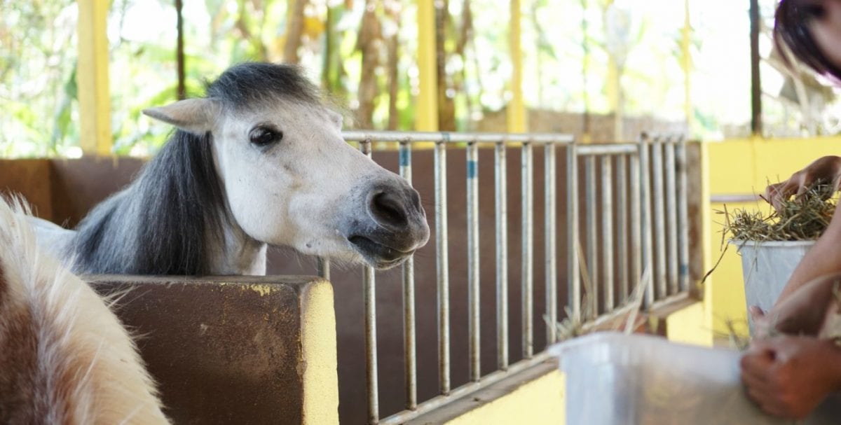 Family fun activity in Penang – Horse Riding