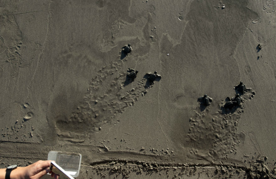 Kuta Beach Sea Turtle Conservation Centre - Hpaper Online